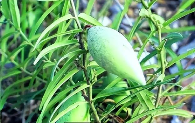 手工迷你小零食苹果版:草丛里一种野果，农民叫它“奶瓜瓜”，过去当零食如今成稀罕货