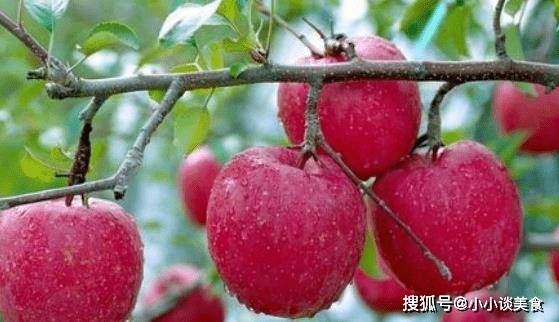 苹果版和荔枝炭:日常生活中吃的不对付就比较容易拉肚子，拉肚子吃什么水果？收藏