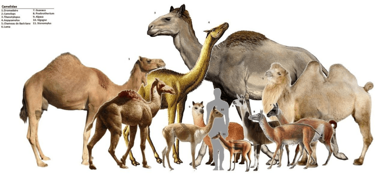 苹果版黑色沙漠大小:最早的骆驼只有兔子大小？一文读懂骆驼的进化史