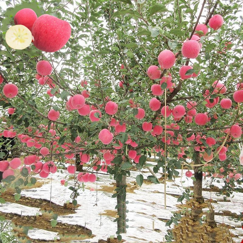 甘肃苹果树开花新闻稿范文哪里有四季开花的树葡萄出卖